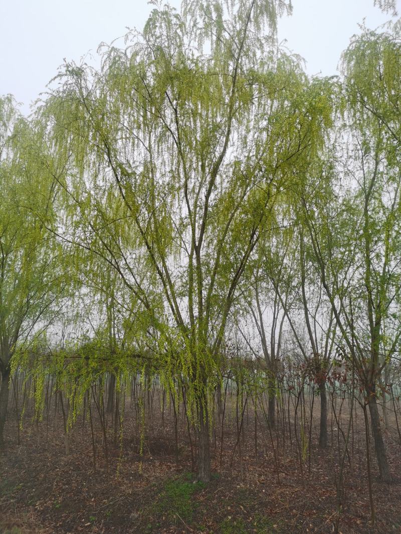 青皮垂柳宿迁沭阳基地直供无中间商有需要联系我！