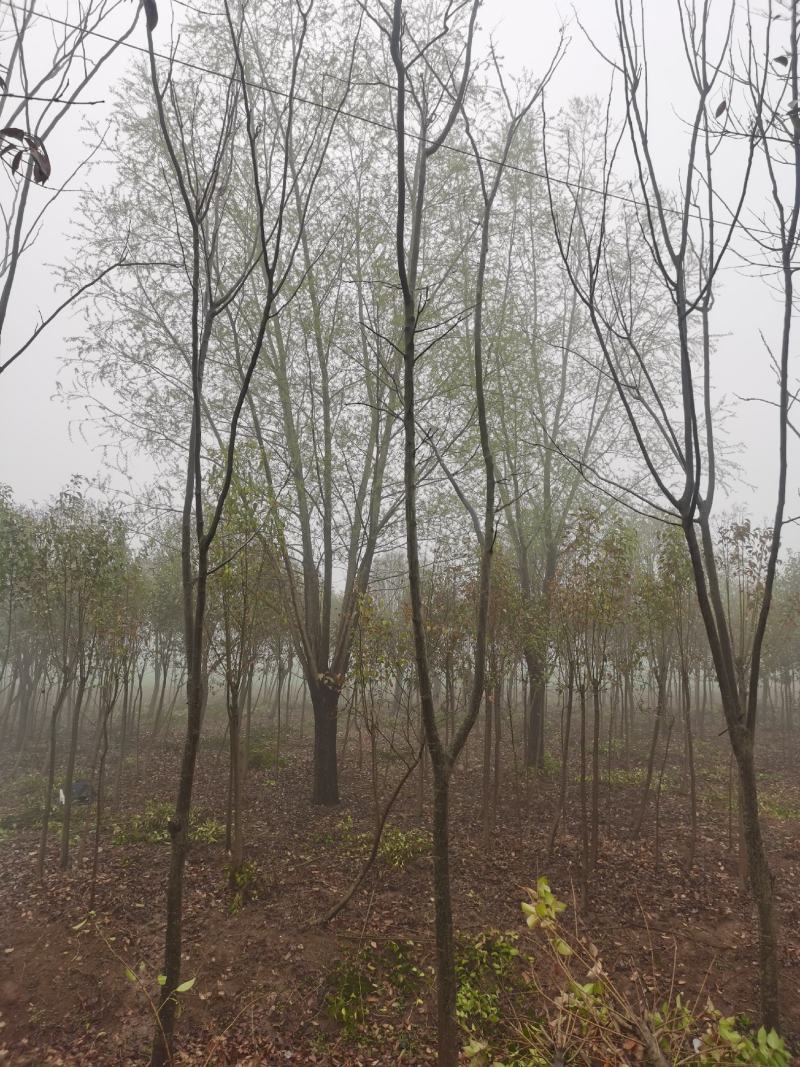 青皮垂柳宿迁沭阳基地直供无中间商有需要联系我！