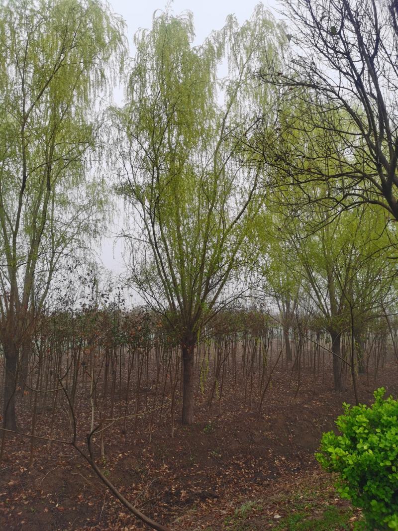 青皮垂柳宿迁沭阳基地直供无中间商有需要联系我！