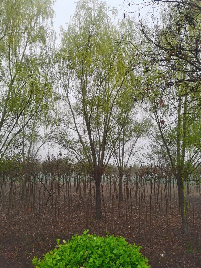 青皮垂柳宿迁沭阳基地直供无中间商有需要联系我！