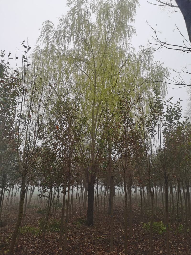 青皮垂柳宿迁沭阳基地直供无中间商有需要联系我！