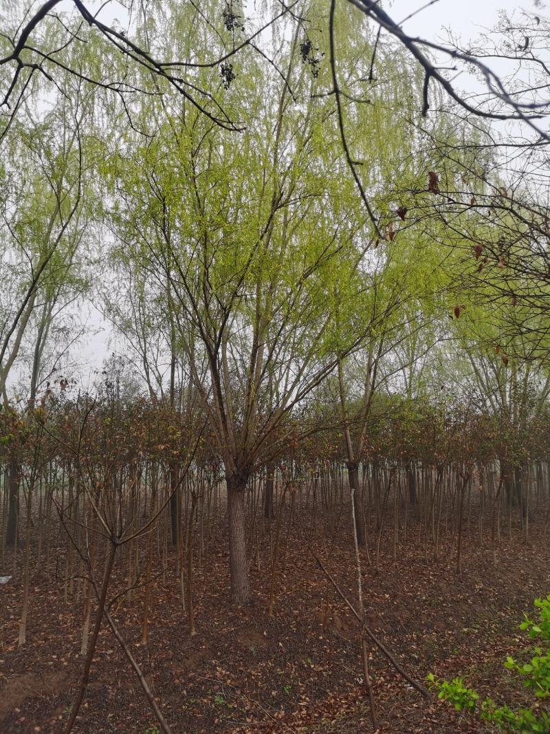 青皮垂柳宿迁沭阳基地直供无中间商有需要联系我！
