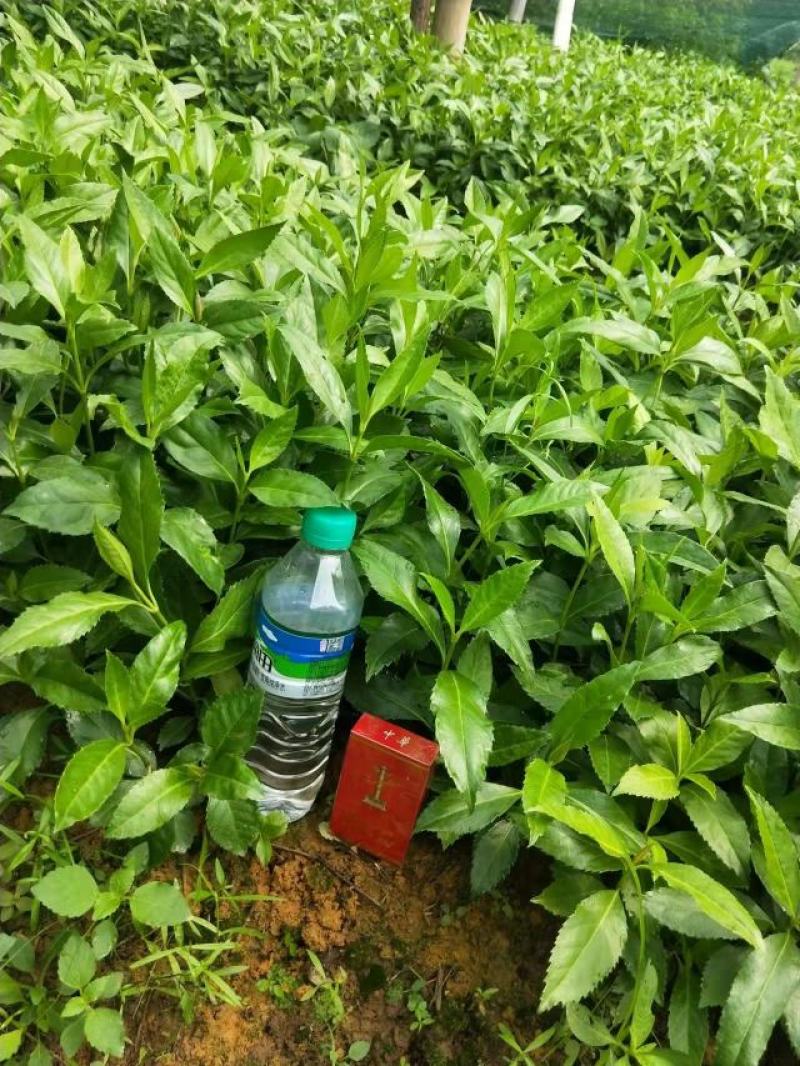 草珊瑚苗九节茶肿节风