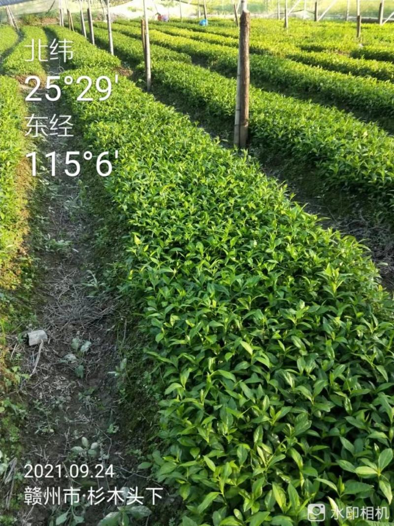 草珊瑚苗九节茶肿节风