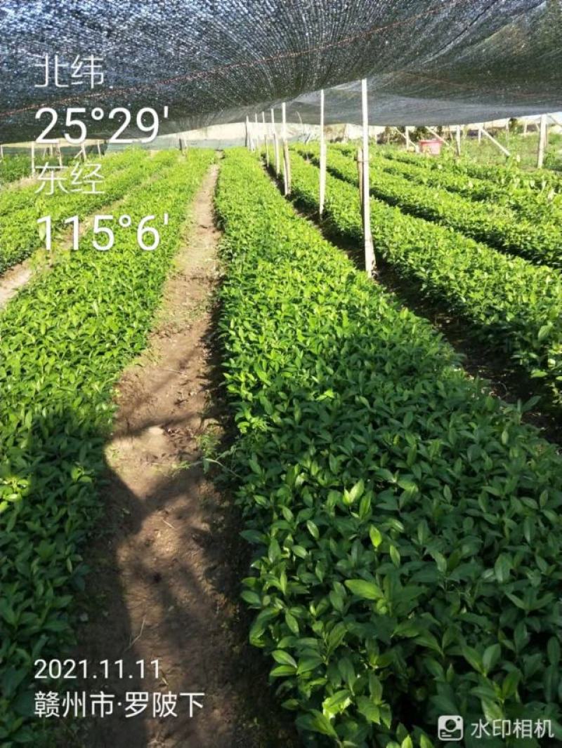 草珊瑚苗九节茶肿节风