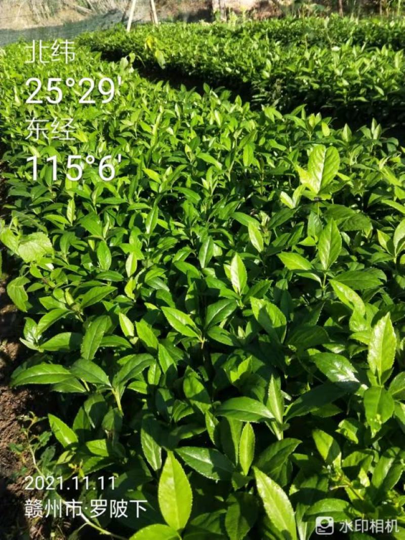草珊瑚苗九节茶肿节风