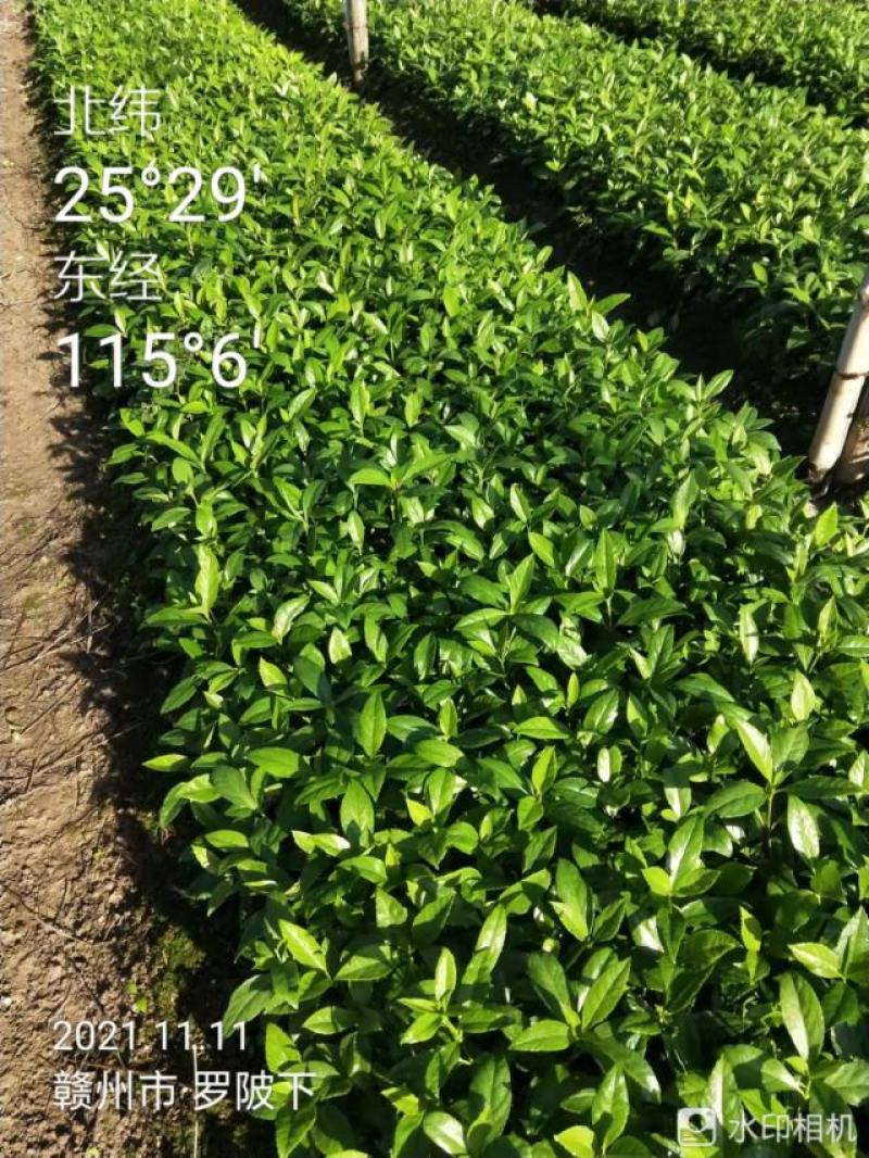 草珊瑚苗九节茶肿节风