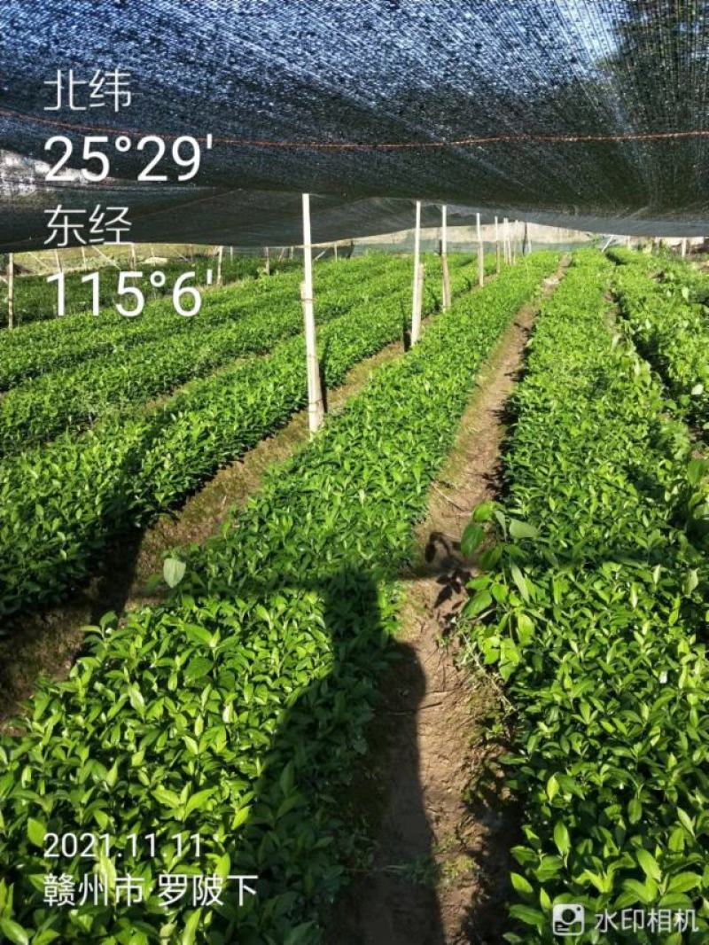 草珊瑚苗九节茶肿节风