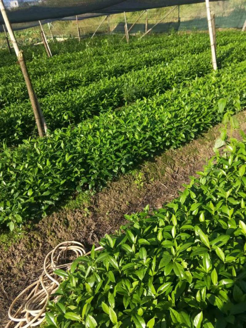 草珊瑚苗九节茶肿节风