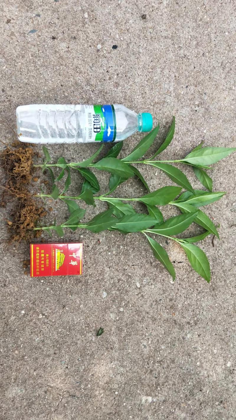 草珊瑚苗九节茶肿节风