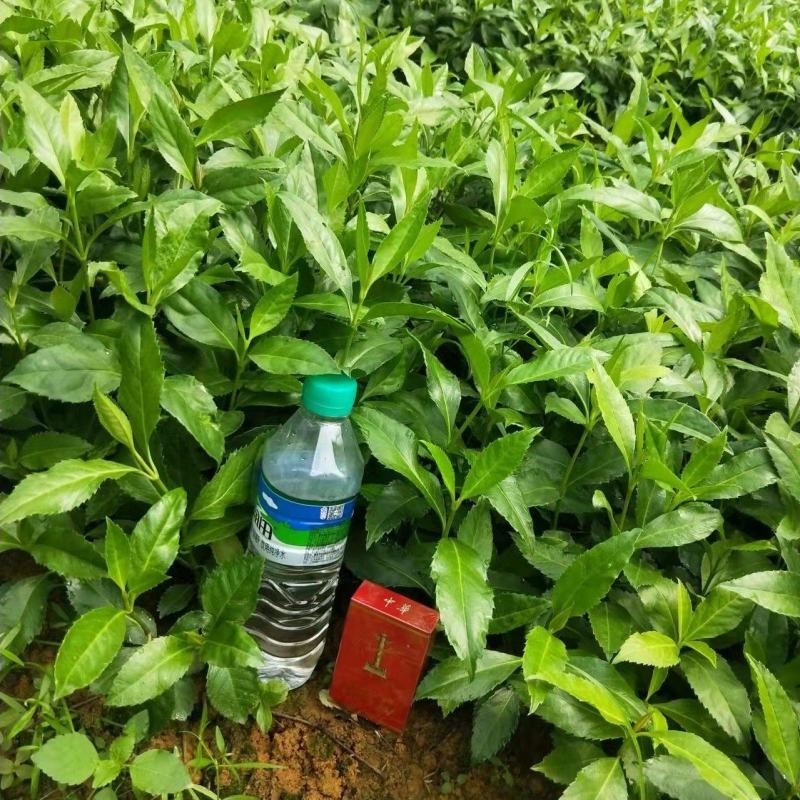 草珊瑚苗九节茶肿节风