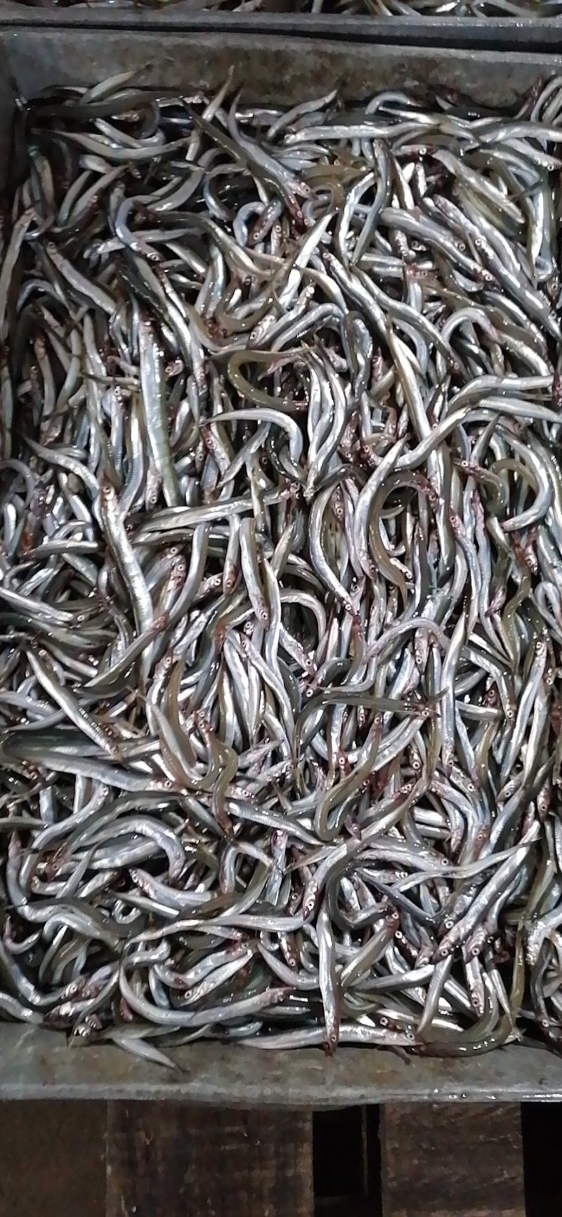 船冻路冻沙里钻玉筋鱼油滚子