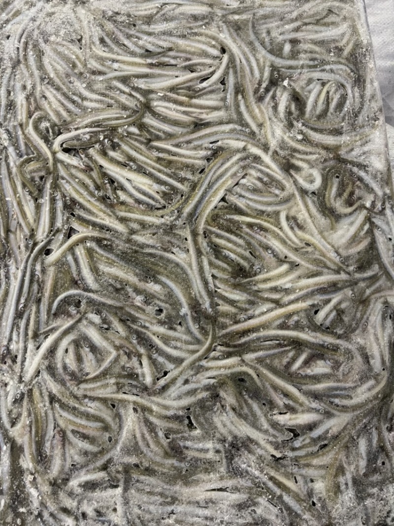 船冻路冻沙里钻玉筋鱼油滚子