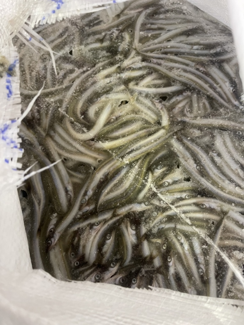 船冻路冻沙里钻玉筋鱼油滚子