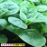 【精选】大叶木耳菜种子精选木耳菜种子阳台蔬菜木耳菜种子