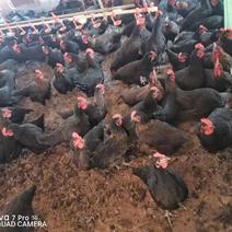 天露黑鸡，四斤几重，1000多只，玉林鸡身健康