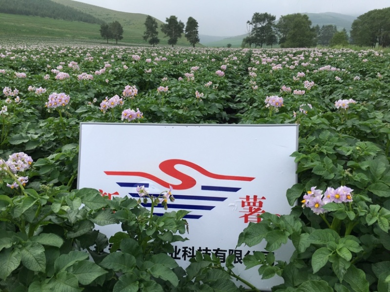 高产、优质脱毒种薯—费乌瑞它（荷兰十五、806）