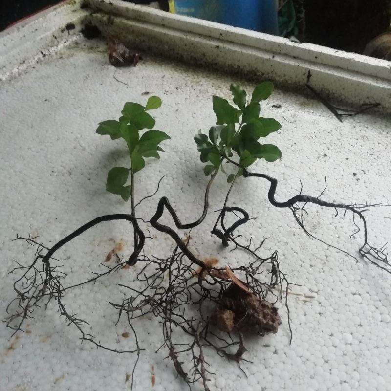 金弹子苗金弹子根艺胚芽苗弯弯拐拐苗，包邮