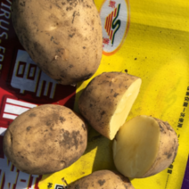高产优质脱毒种薯—尤金（本-885）专业育种团队欢迎