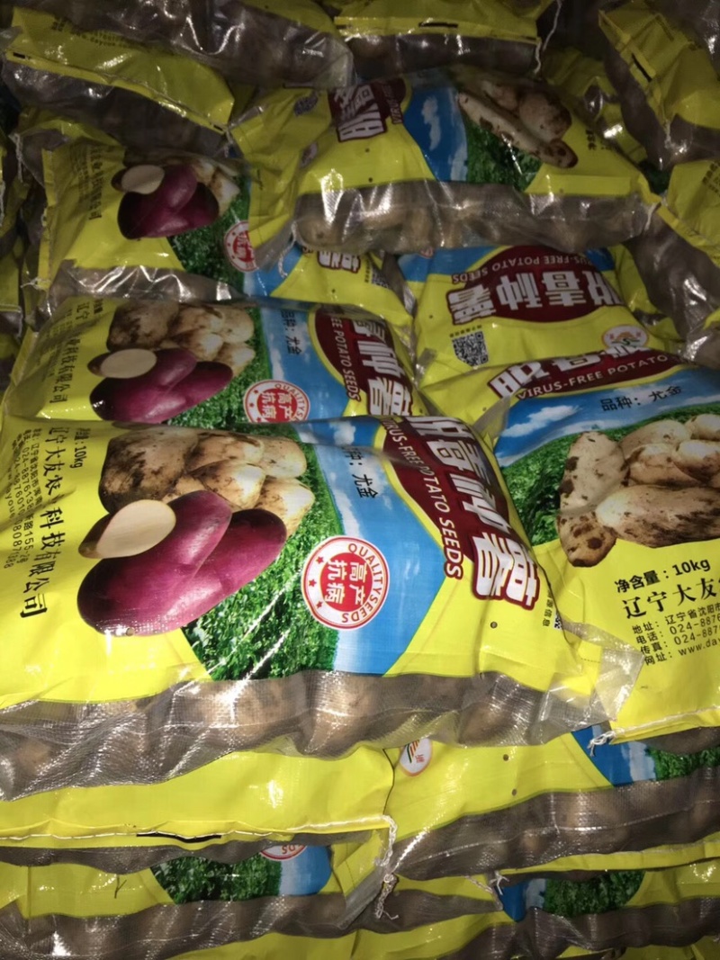 高产优质脱毒种薯—尤金（本-885）专业育种团队欢迎联系