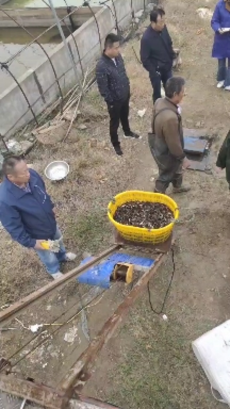 黄骨（黄颡）鱼规格苗“黄优一号”杂交苗