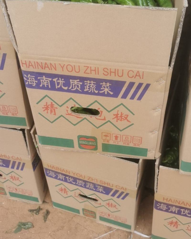 湛江徐闻螺丝椒电商市场超市等全国发货大量供应