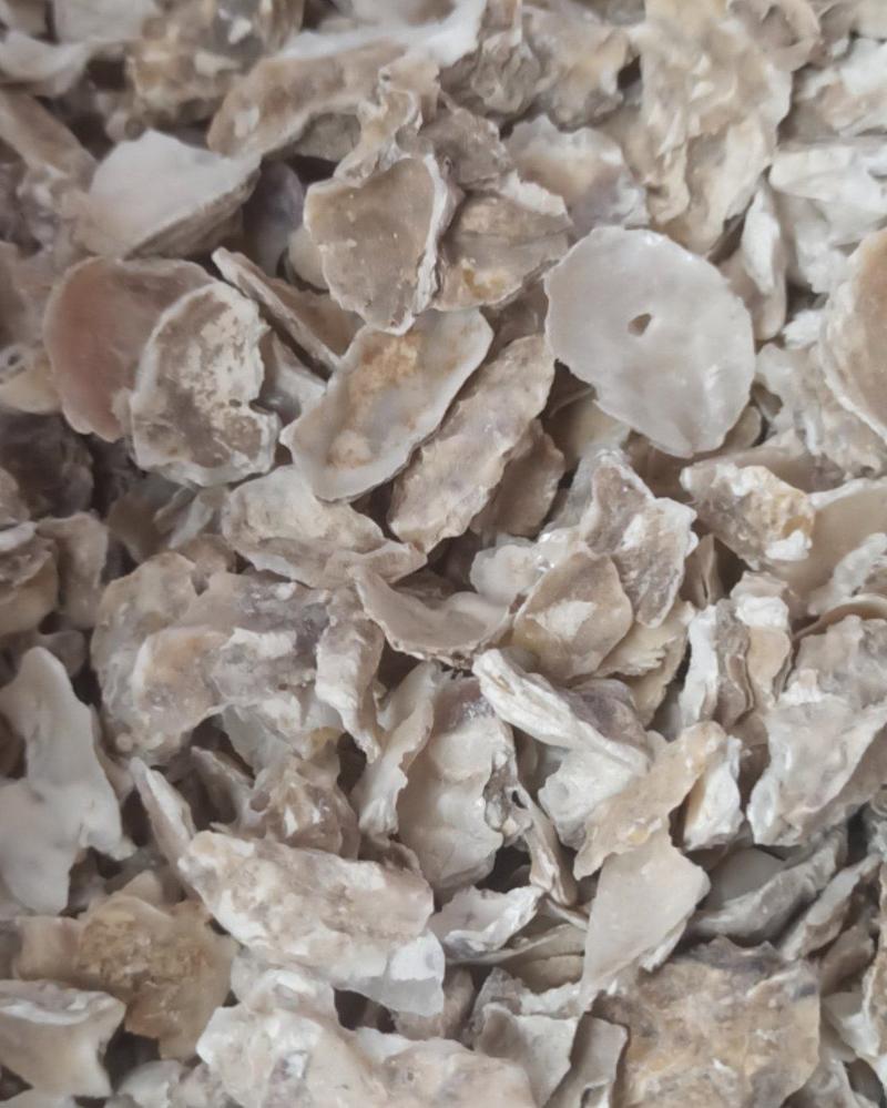 牡蛎煅牡蛎中药材批发牡蛎产地直销质量保证