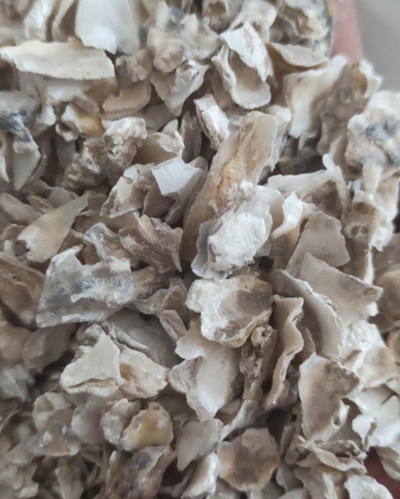 牡蛎煅牡蛎中药材批发牡蛎产地直销质量保证