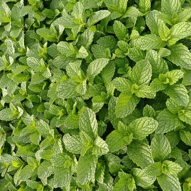 薄荷叶新鲜食用薄荷薄荷根批发薄荷根大量批发