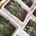 毛慈菇种苗