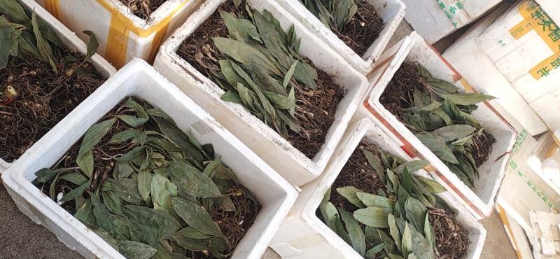 毛慈菇种苗