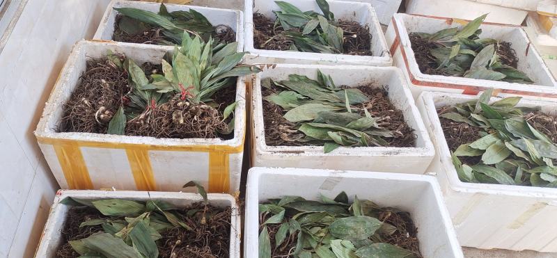 毛慈菇种苗