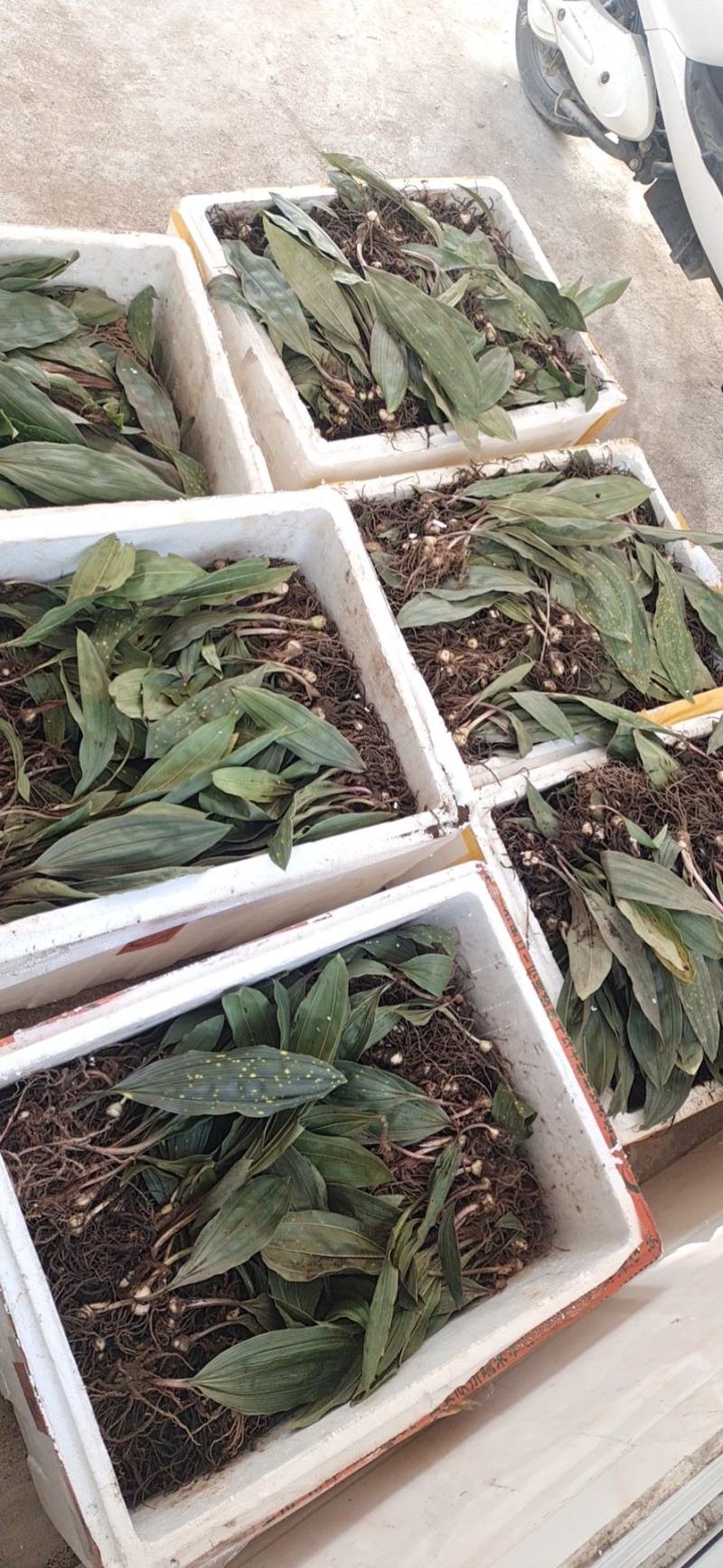 毛慈菇种苗