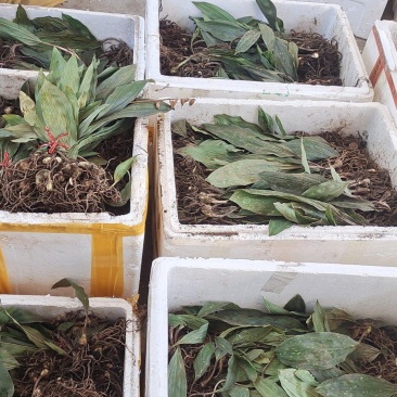 毛慈菇种苗
