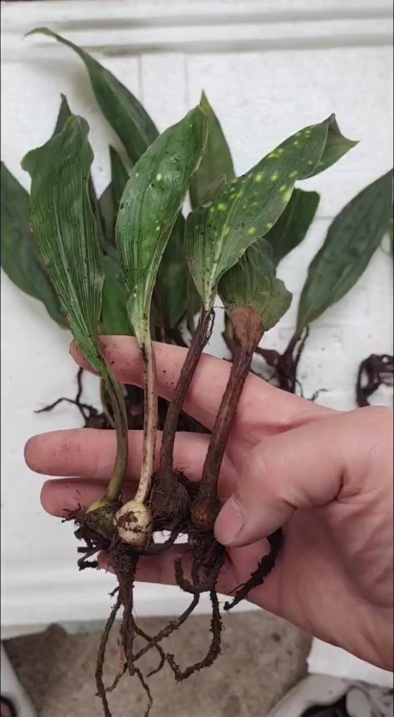 毛慈菇种苗