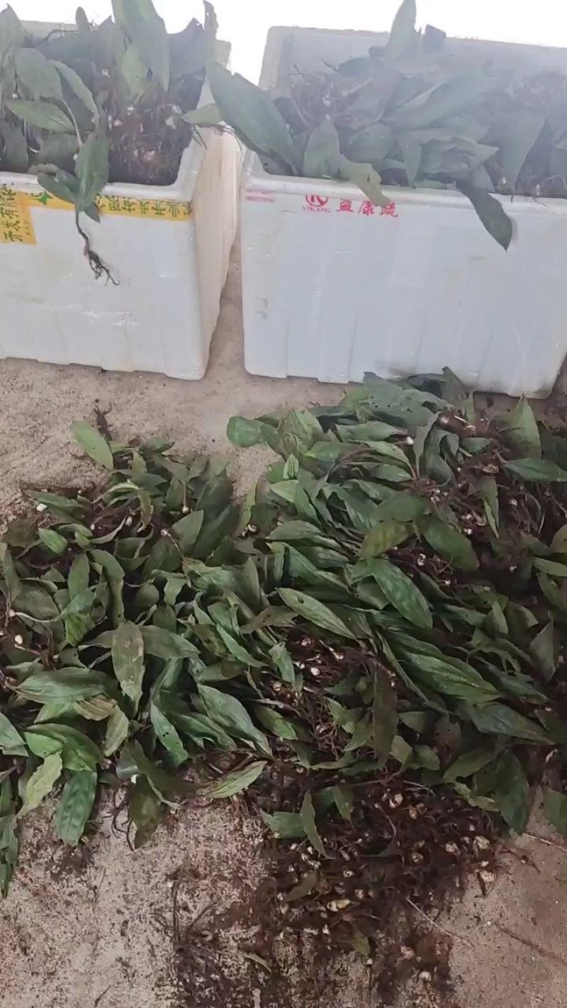 毛慈菇种苗
