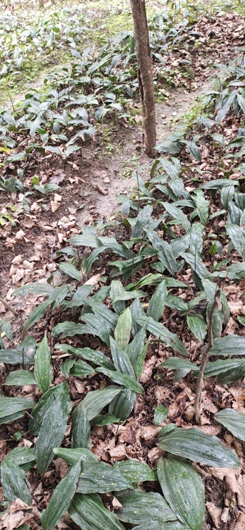 毛慈菇种苗
