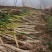 甘肃羊角葱武山羊角葱新鲜大葱现采现发基地直供