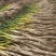 甘肃羊角葱武山羊角葱新鲜大葱现采现发基地直供