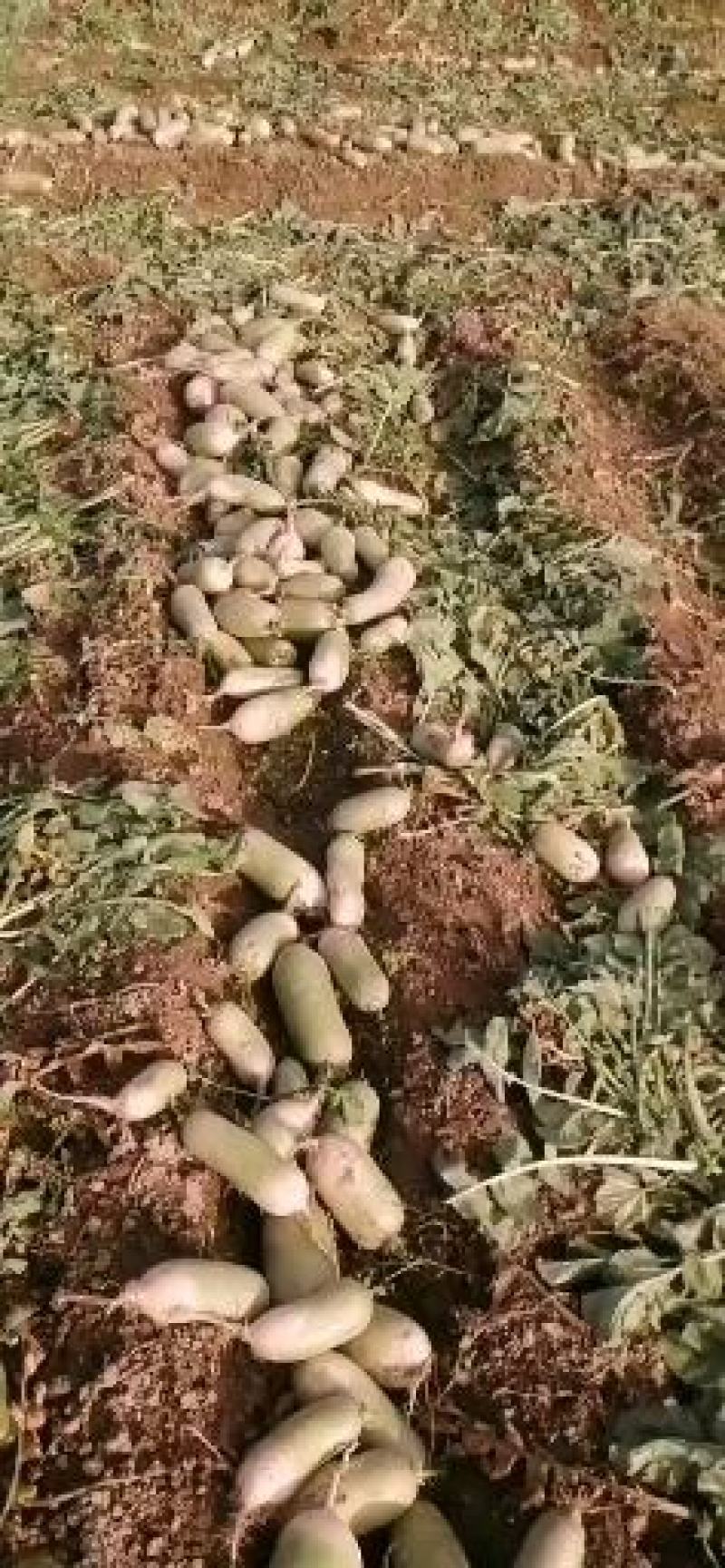 青萝卜