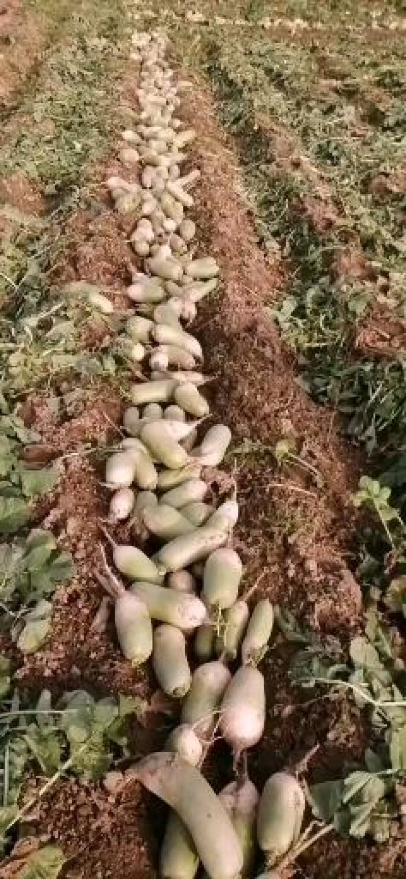 青萝卜