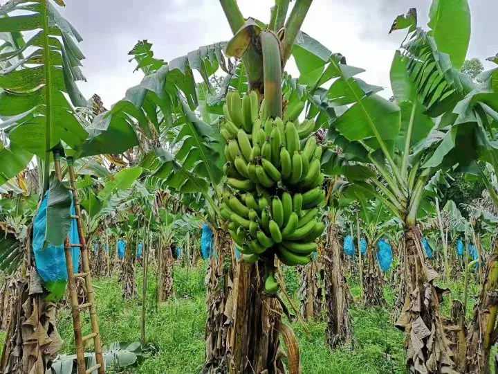 一片热带果园中,农民正在采摘成熟的香蕉串,金黄色的香蕉垂挂在树上,背景有拖拉机准备运输,展现丰收繁忙景象 香蕉丰收场景