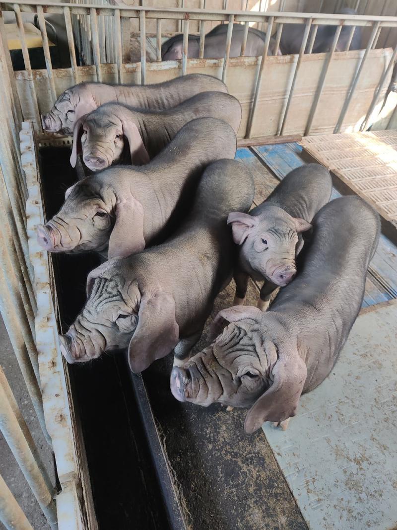 母猪常年出售太湖母猪二元母猪包送包成活