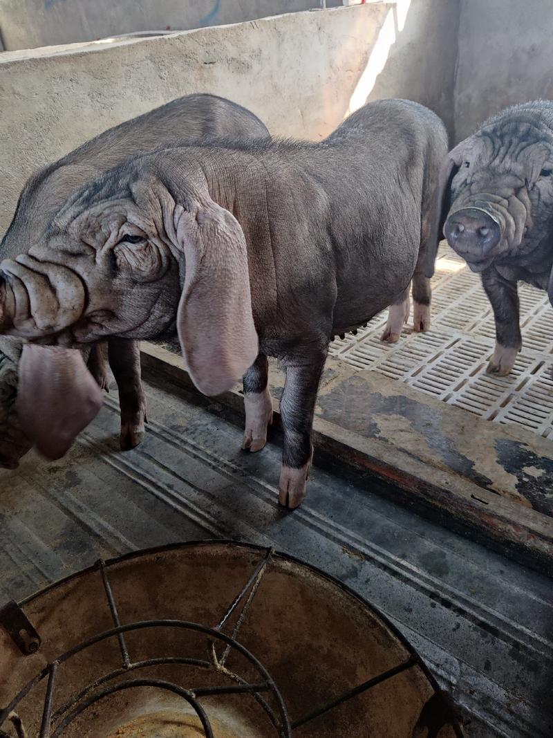 母猪常年出售太湖母猪二元母猪包送包成活