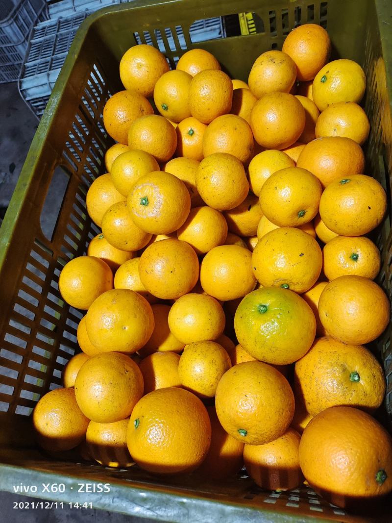 冰糖橙大甩卖欢迎老板订购