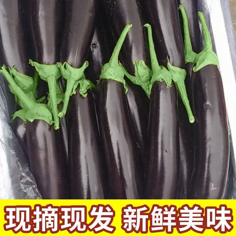 茄子长茄黑长茄山东黑长茄量大从优对接全国