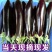 茄子长茄黑长茄山东黑长茄量大从优对接全国