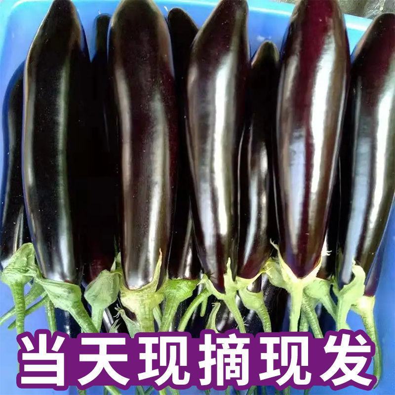 茄子长茄黑长茄山东黑长茄量大从优对接全国