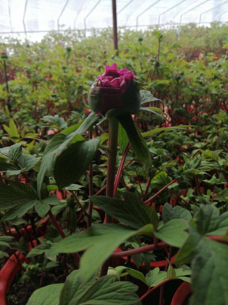 菏泽观赏牡丹无纺布牡丹盆栽牡丹直供富贵吉祥