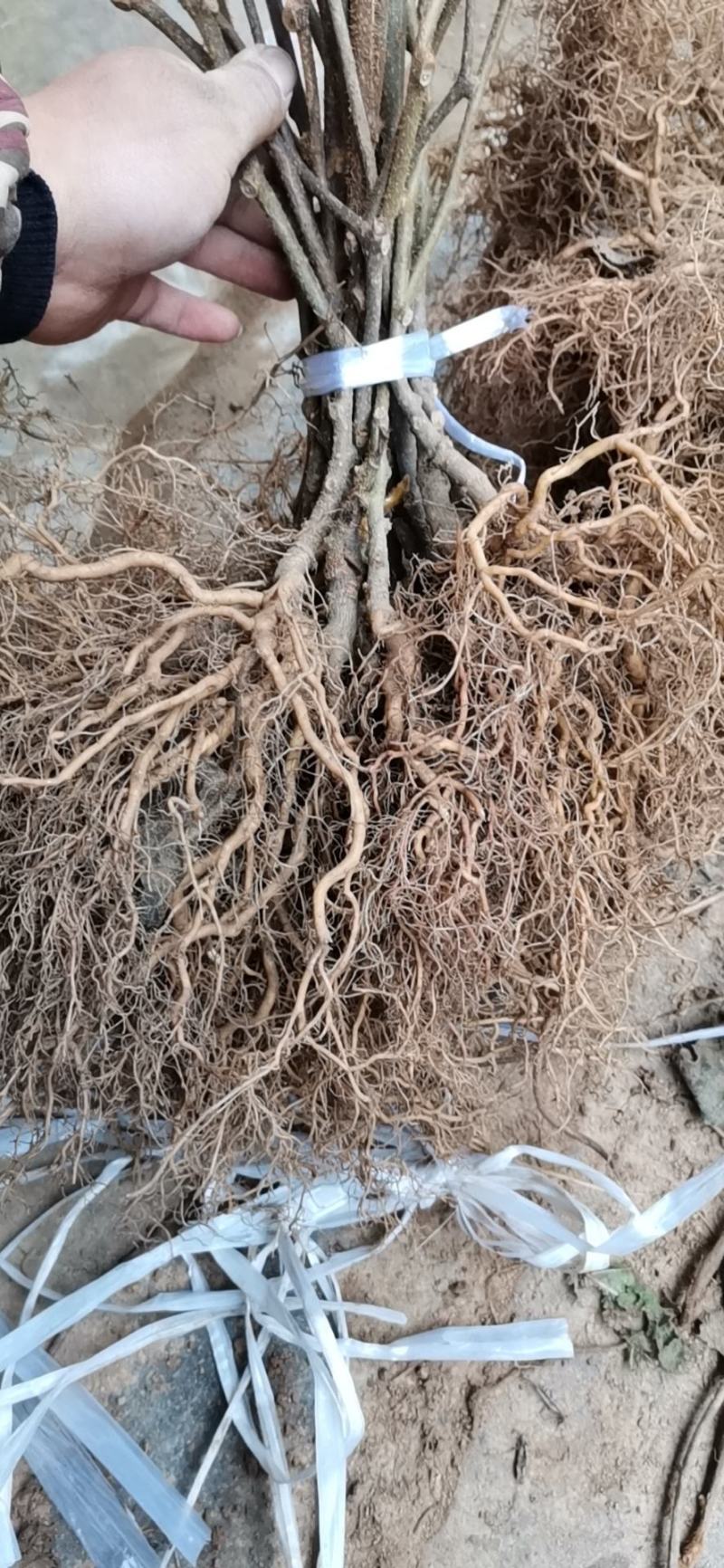 【热销】一年生猕猴桃实生苗猕猴桃苗产地基地包成活